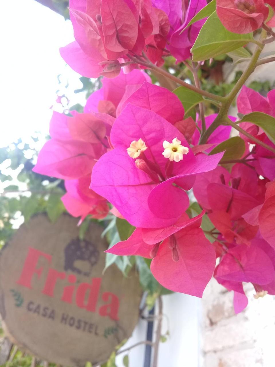 Frida Casa Hostel Пелотас Экстерьер фото